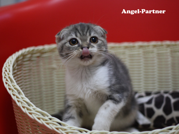 スコティッシュフォールドの子猫画像