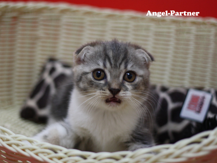 スコティッシュフォールドの子猫画像