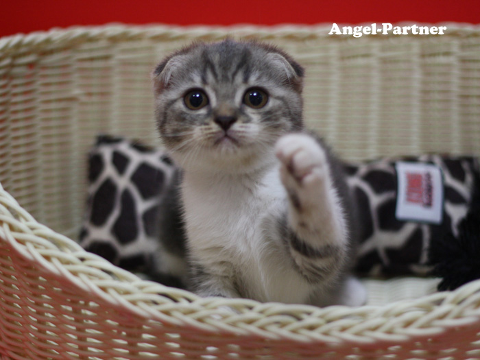 スコティッシュフォールドの子猫画像