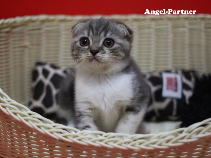 スコティッシュフォールドの子猫画像