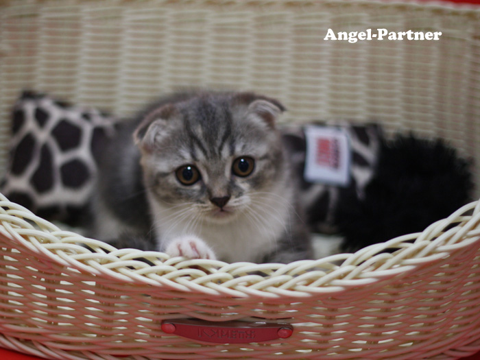 スコティッシュフォールドの子猫画像