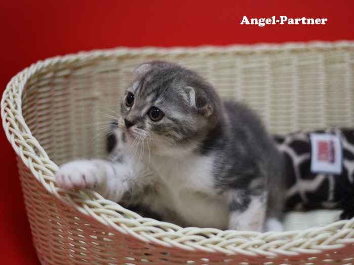 スコティッシュフォールドの子猫画像