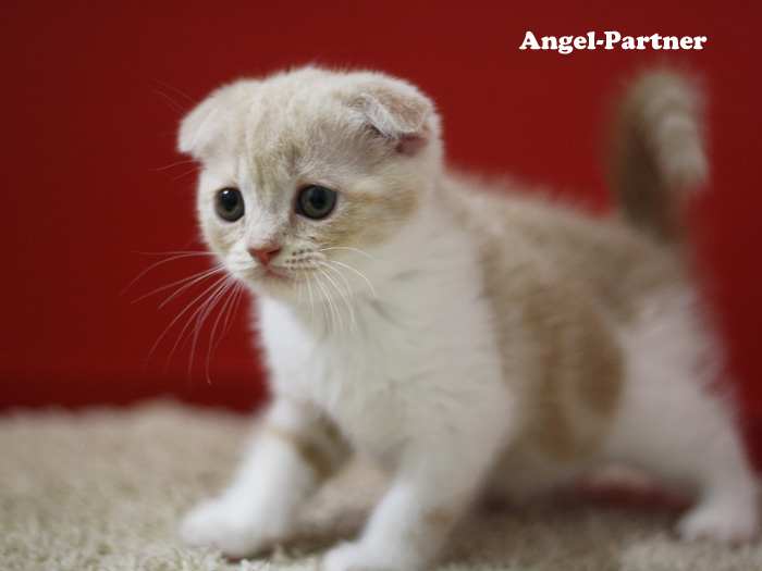 スコティッシュフォールドの子猫画像
