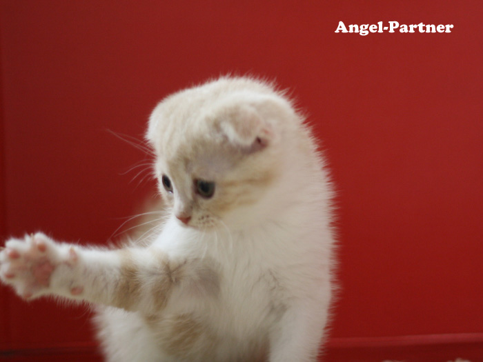 スコティッシュフォールドの子猫画像
