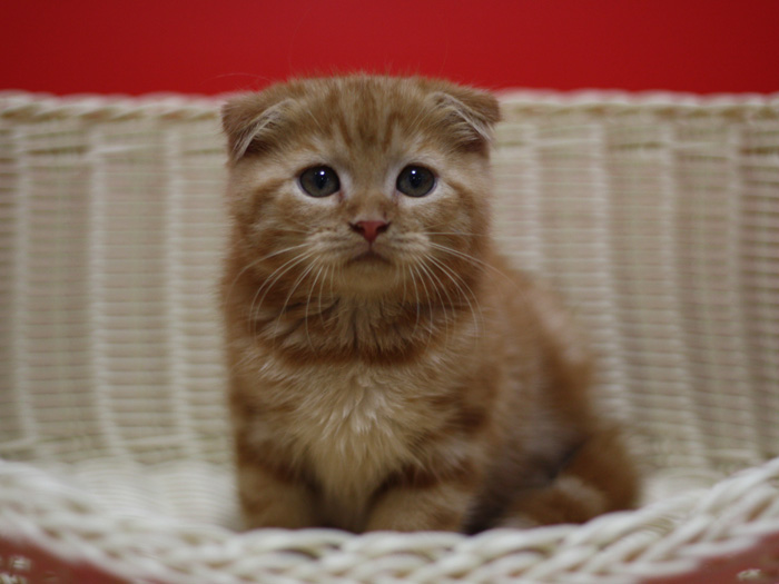 スコティッシュフォールドの子猫画像