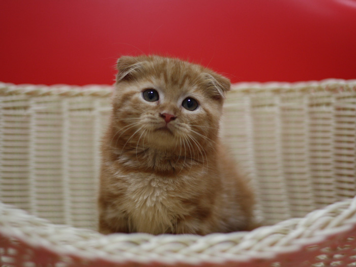 スコティッシュフォールドの子猫画像