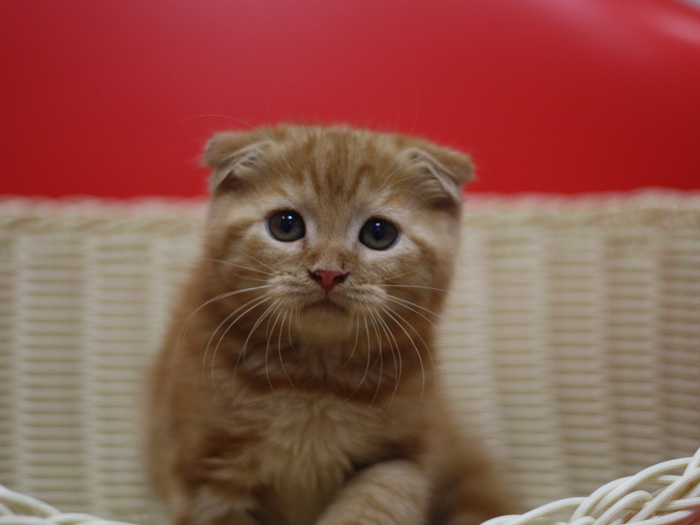 スコティッシュフォールドの子猫画像