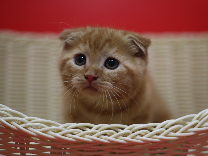 スコティッシュフォールドの子猫画像