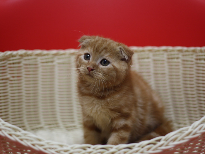 スコティッシュフォールドの子猫画像
