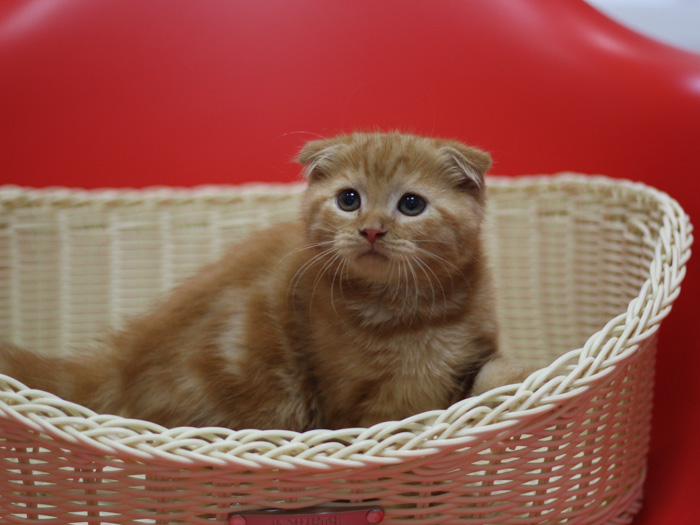 スコティッシュフォールドの子猫画像