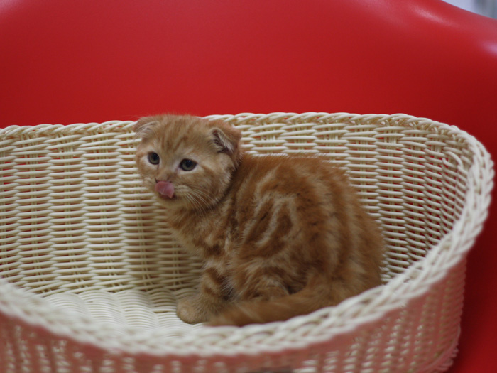 スコティッシュフォールドの子猫画像