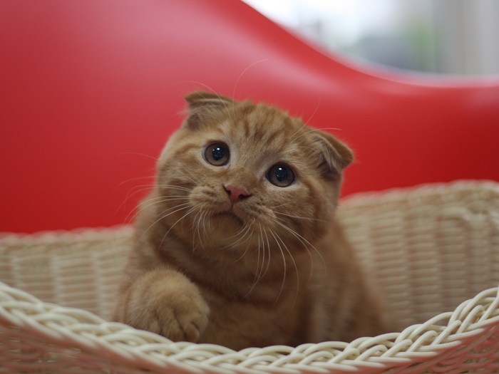 スコティッシュフォールドの子猫画像