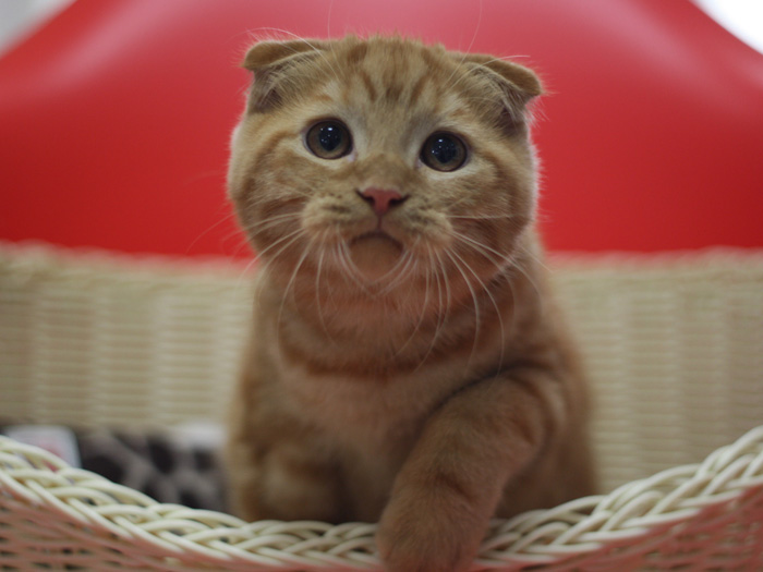 スコティッシュフォールドの子猫画像