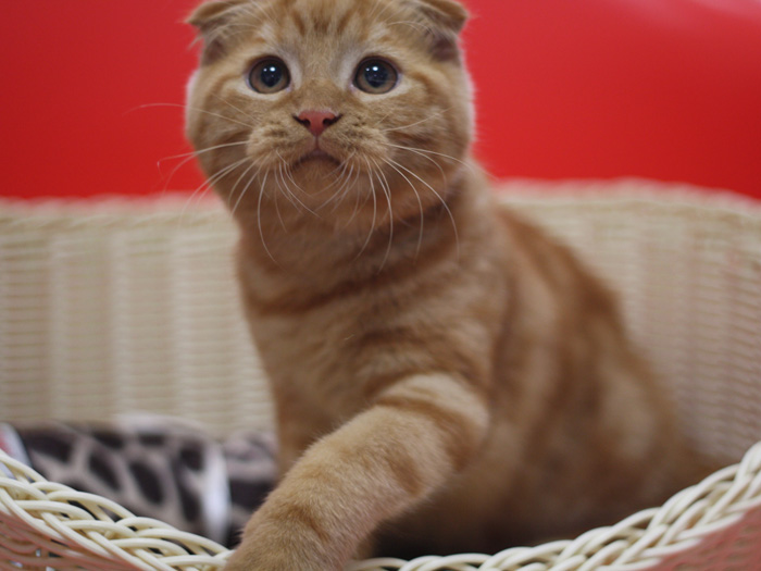 スコティッシュフォールドの子猫画像