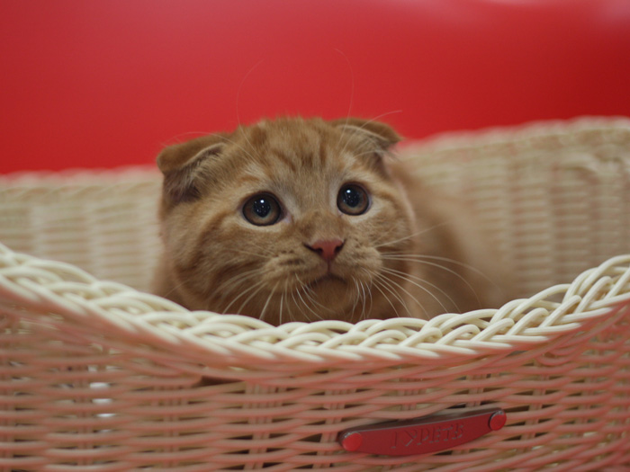 スコティッシュフォールドの子猫画像