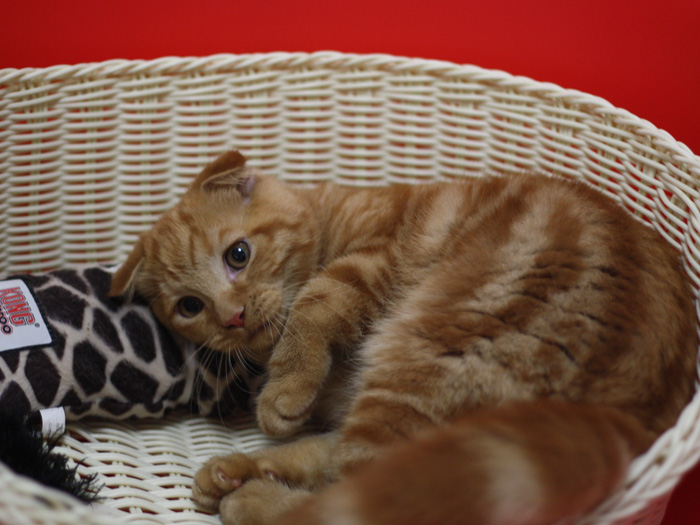 スコティッシュフォールドの子猫画像
