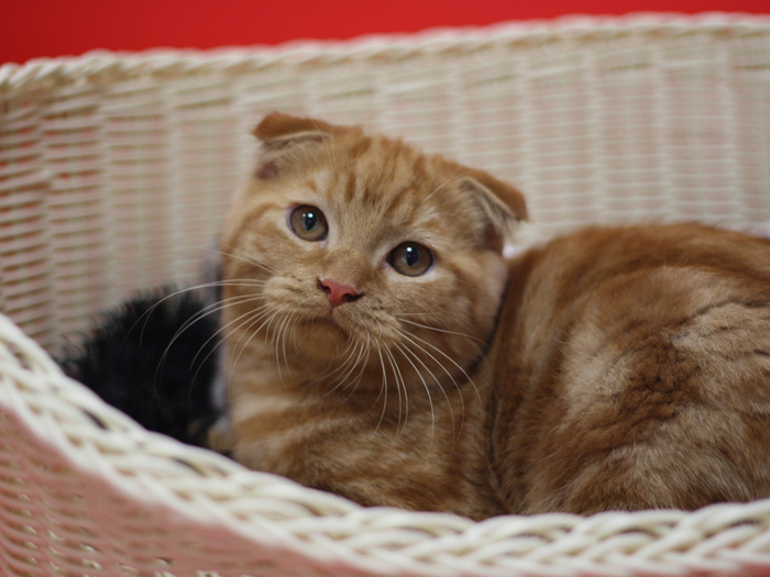 スコティッシュフォールドの子猫画像