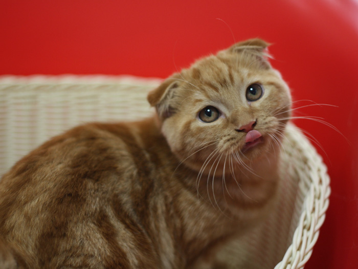 スコティッシュフォールドの子猫画像