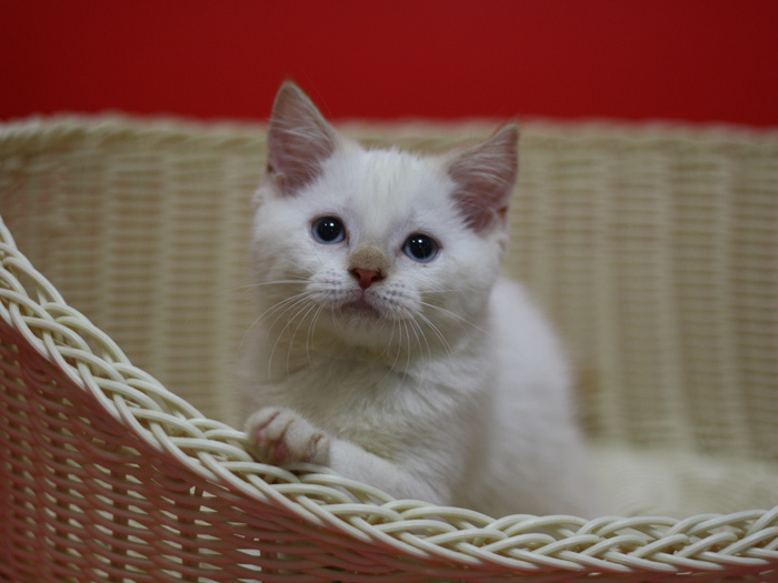 スコティッシュフォールドの子猫画像