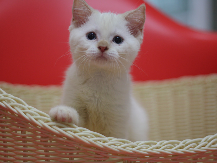 スコティッシュフォールドの子猫画像