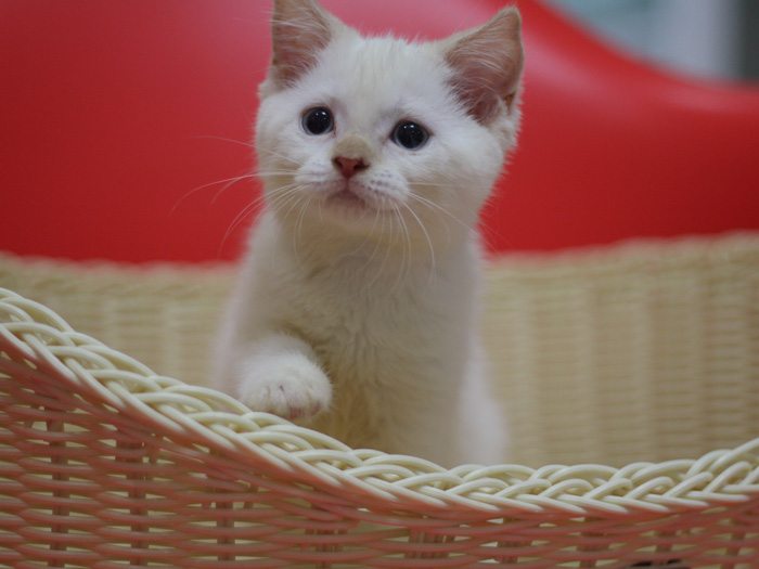 スコティッシュフォールドの子猫画像