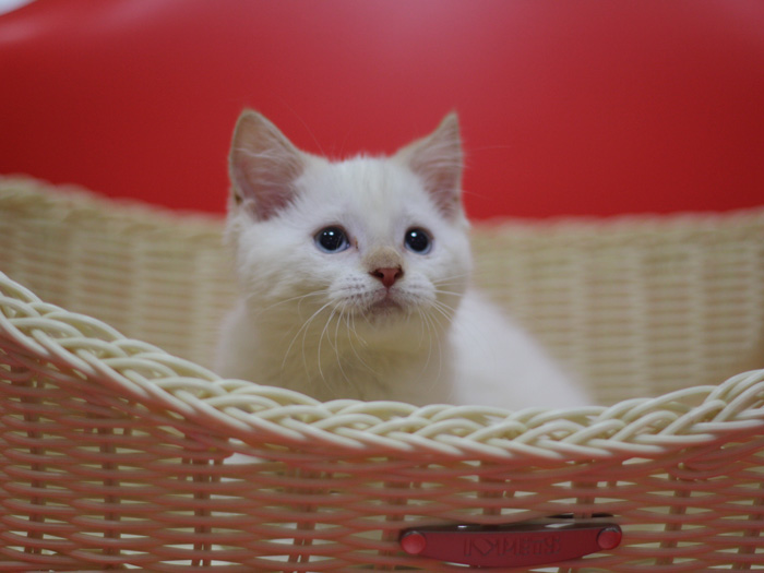 スコティッシュフォールドの子猫画像