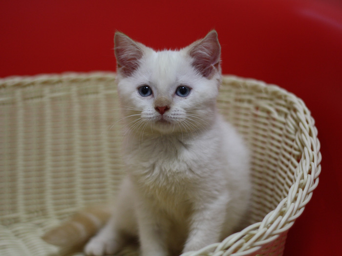 スコティッシュフォールドの子猫画像