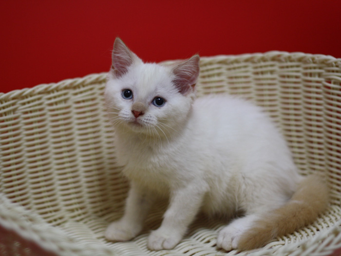 スコティッシュフォールドの子猫画像