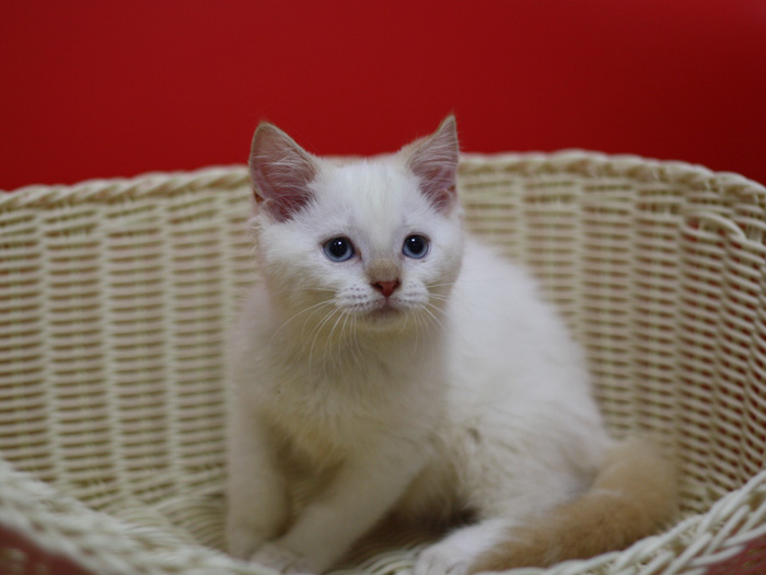 スコティッシュフォールドの子猫画像