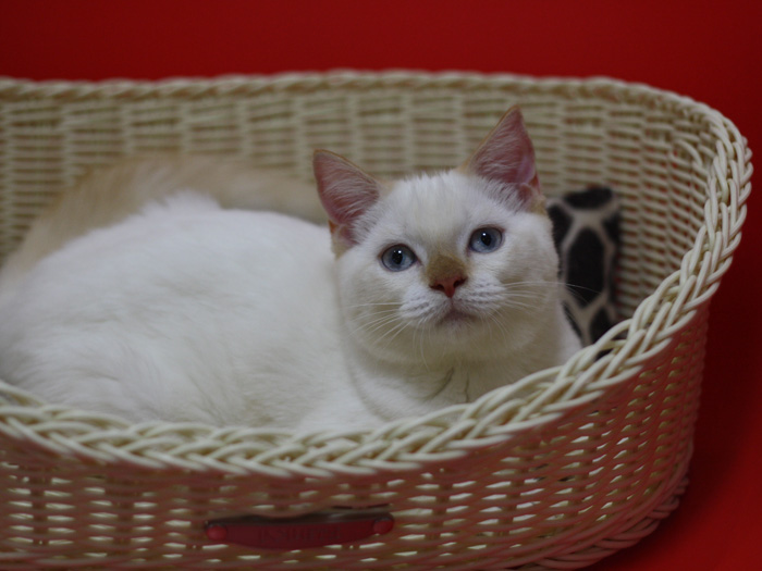 スコティッシュフォールドの子猫画像