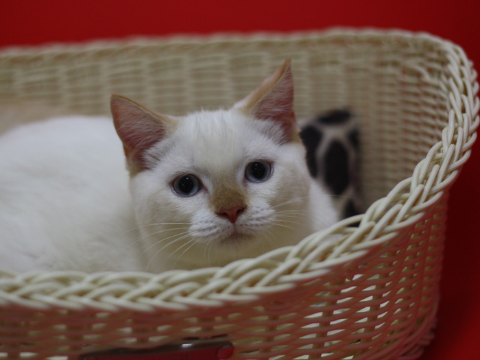 スコティッシュフォールドの子猫画像