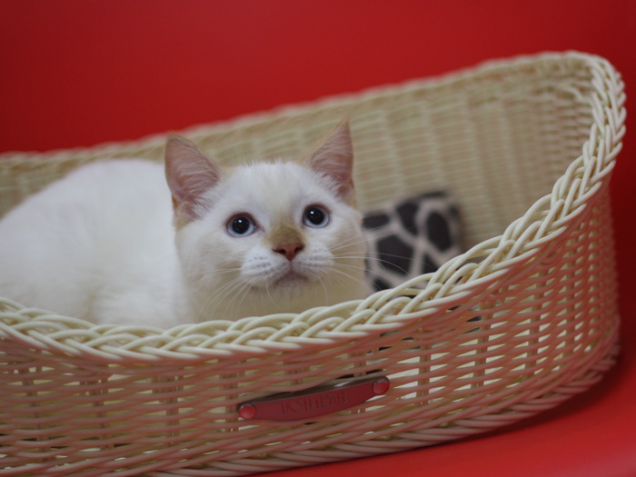 スコティッシュフォールドの子猫画像