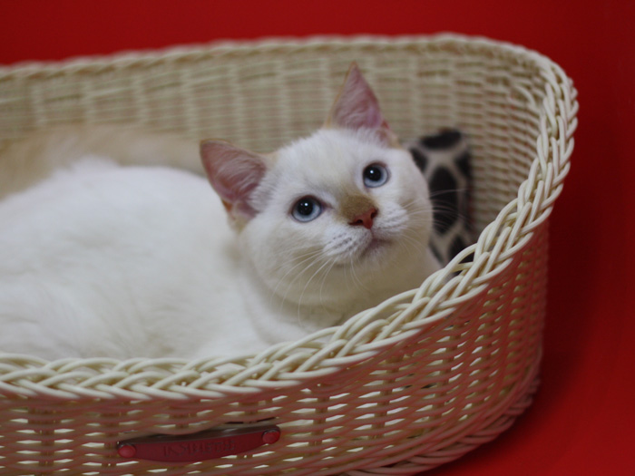 スコティッシュフォールドの子猫画像