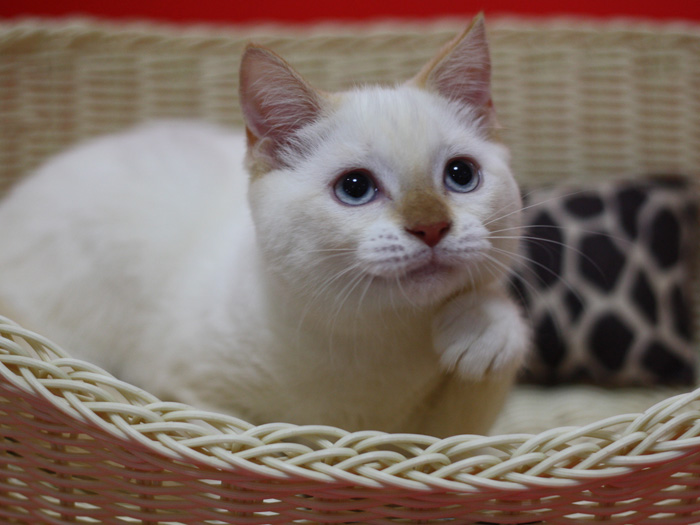 スコティッシュフォールドの子猫画像
