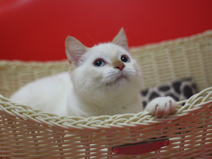 スコティッシュフォールドの子猫画像