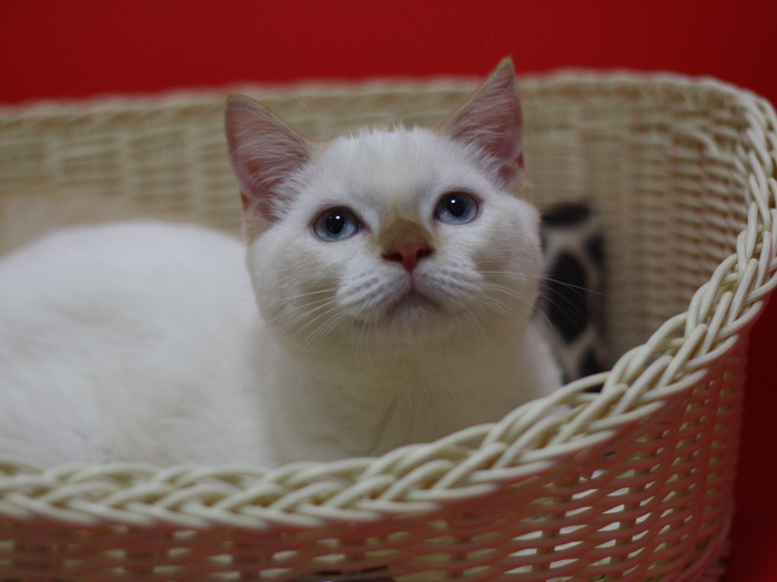 スコティッシュフォールドの子猫画像