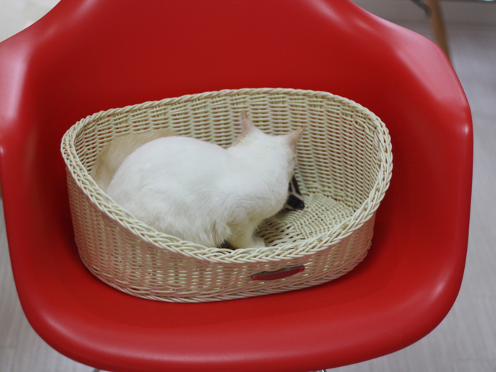 スコティッシュフォールドの子猫画像