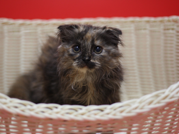 スコティッシュフォールドの子猫画像
