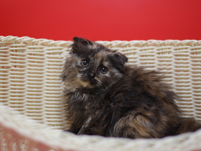 スコティッシュフォールドの子猫画像
