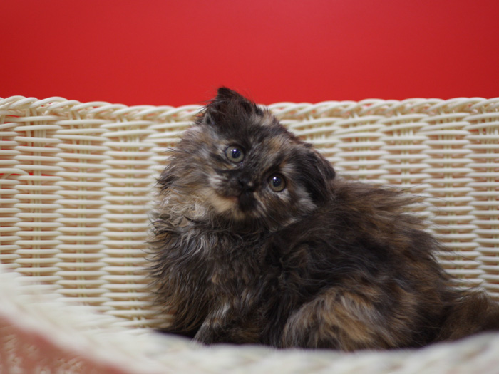 スコティッシュフォールドの子猫画像