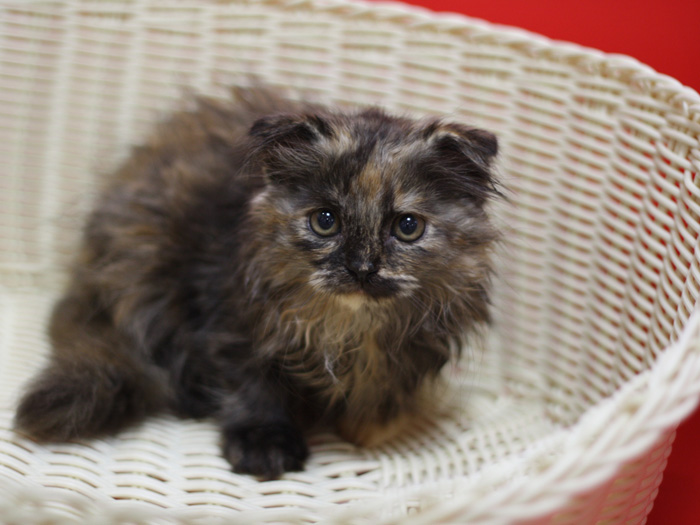 スコティッシュフォールドの子猫画像