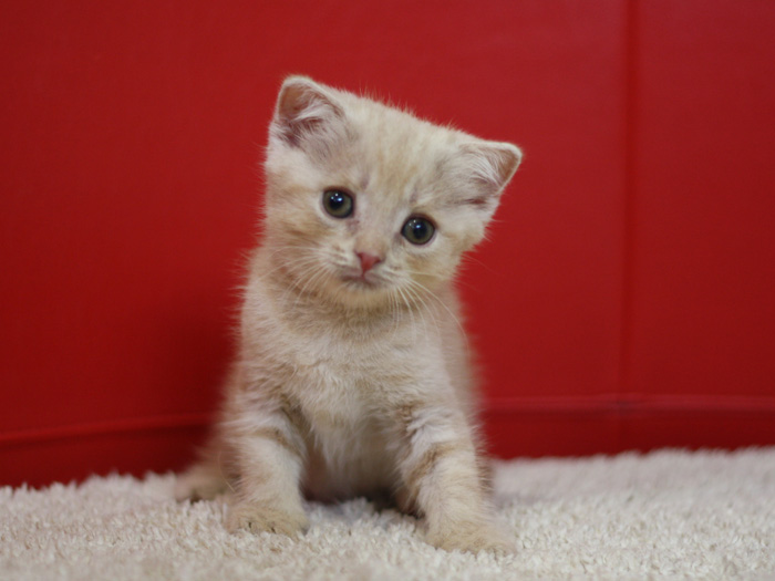 スコティッシュフォールドの子猫画像