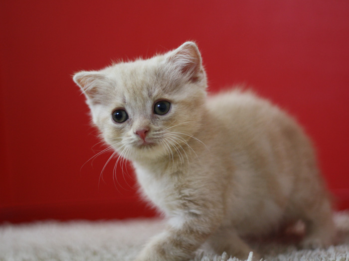 スコティッシュフォールドの子猫画像