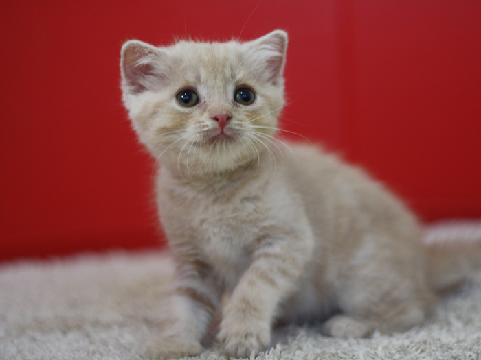 スコティッシュフォールドの子猫画像