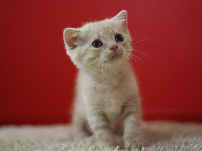 スコティッシュフォールドの子猫画像