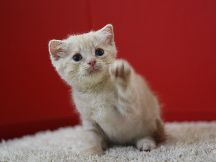 スコティッシュフォールドの子猫画像