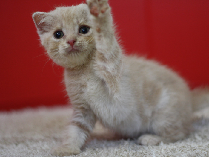 スコティッシュフォールドの子猫画像