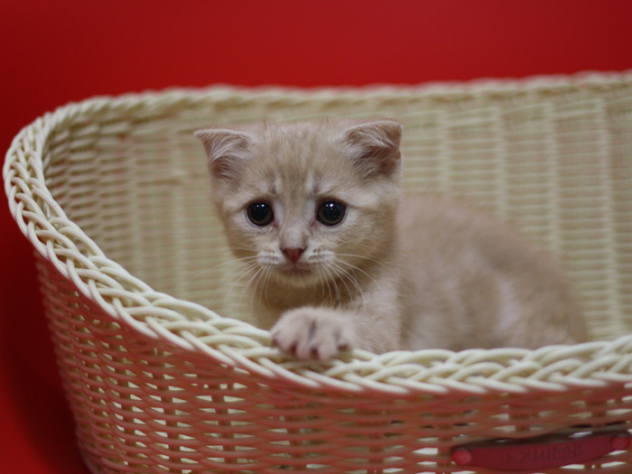 スコティッシュフォールドの子猫画像