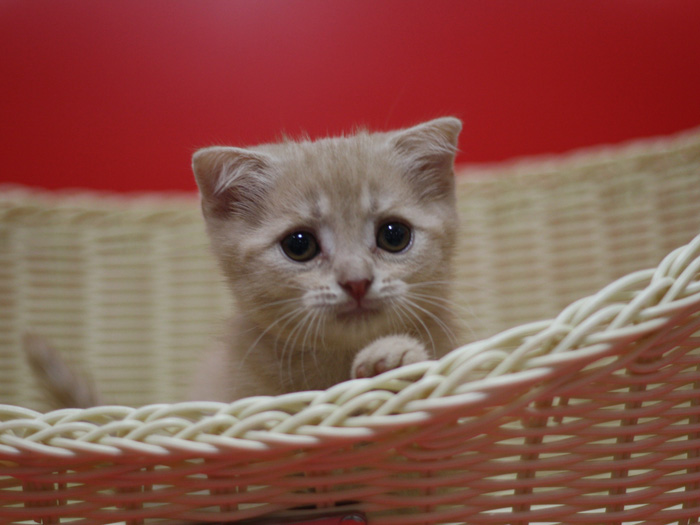 スコティッシュフォールドの子猫画像