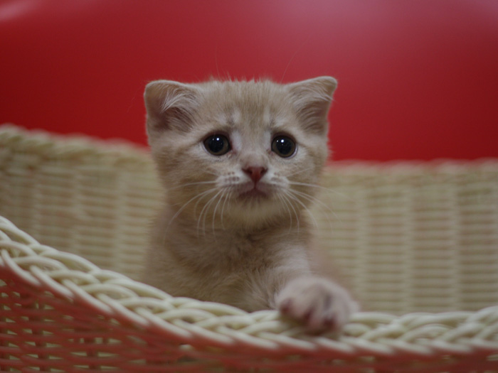 スコティッシュフォールドの子猫画像
